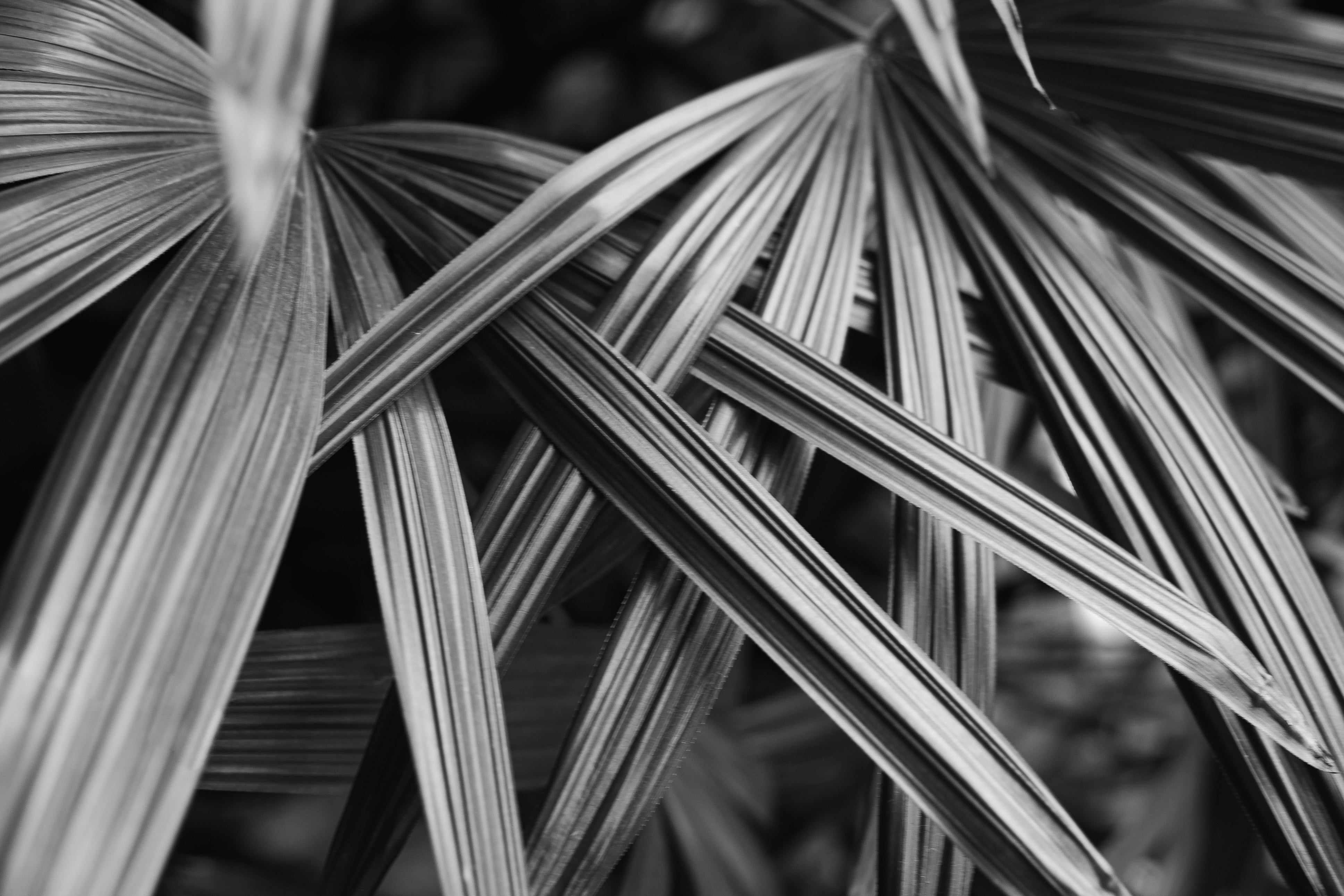 image of leaves