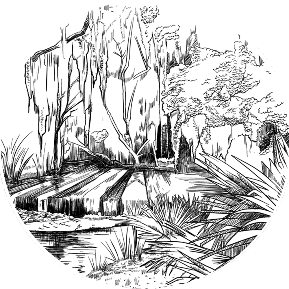 drawing of palmetto island, swampy