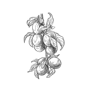 Black Plum