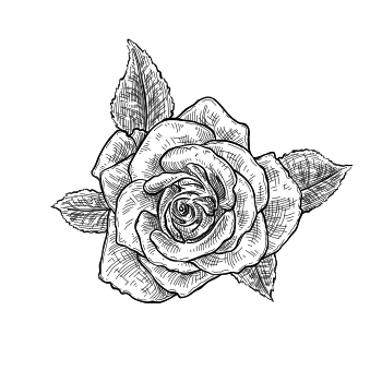 Turkish Rose