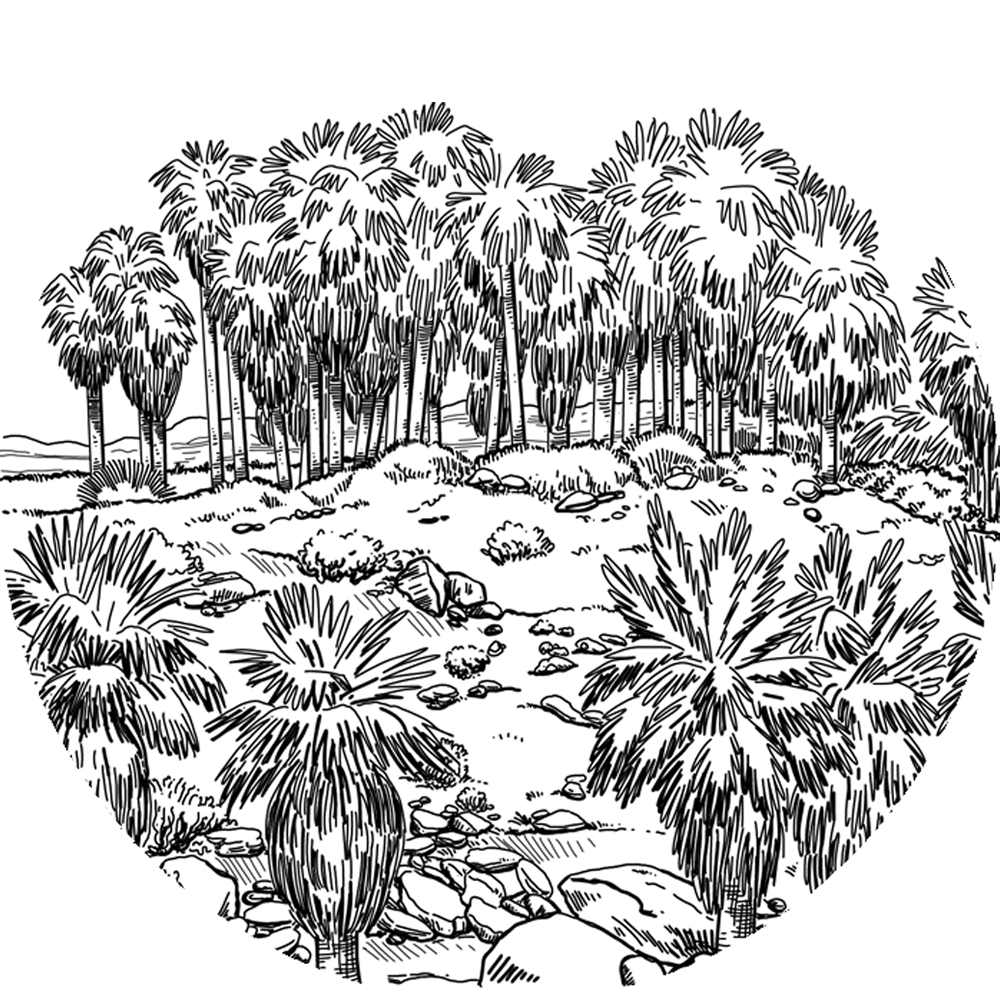 drawing of thousand palms oasis