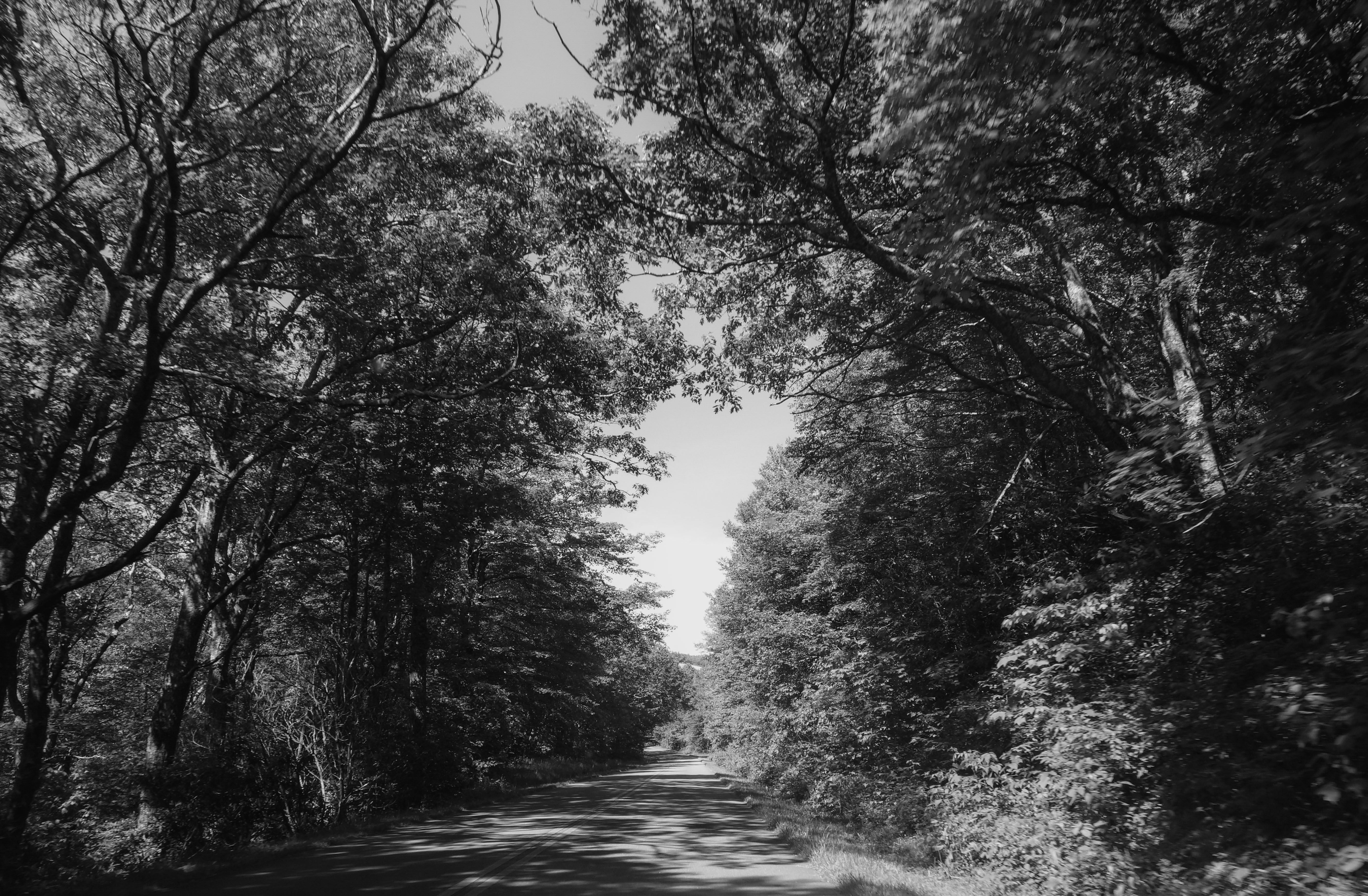 drawing of a road with big trees on each side