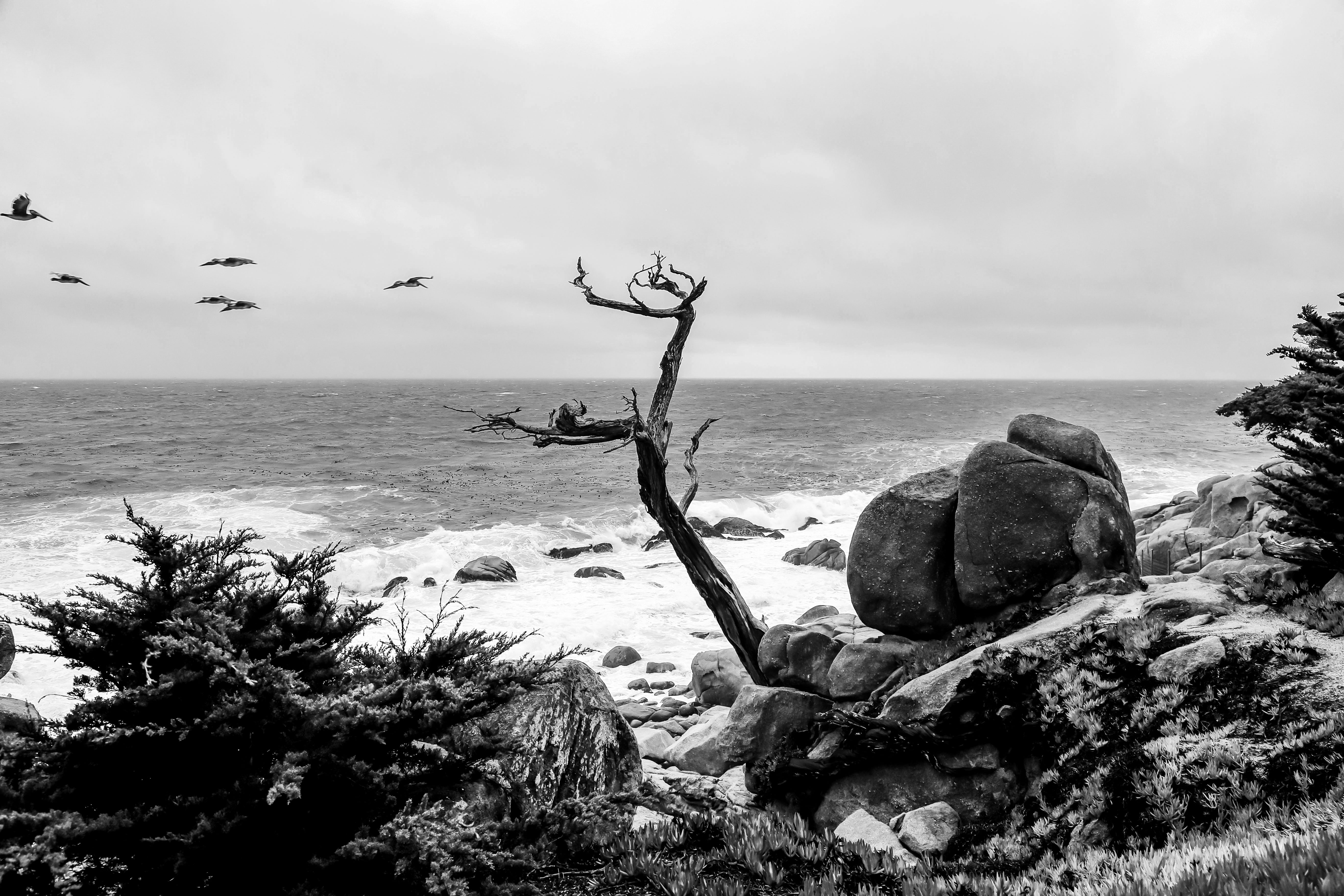 image of ghost trees beach