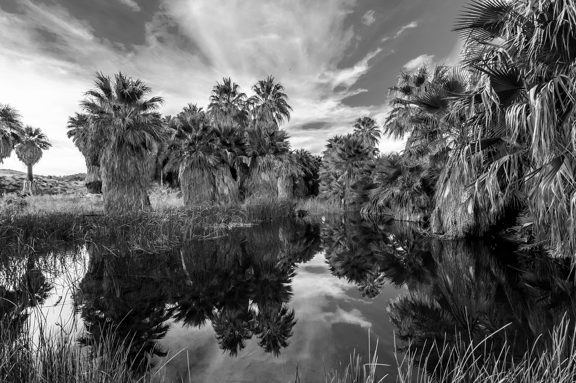image of thousand palms oasis
